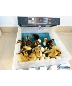 64 lü Hobi Kuluçka Makinesi